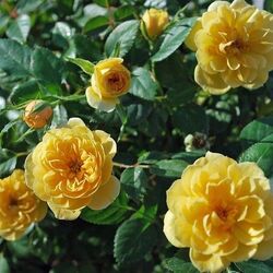 ���� ����� "Yellow Star"