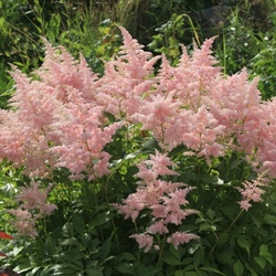 �������� ������� "Erica"