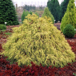 ����������� ������������� "Filifera Aurea"