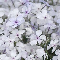 ����� ������������� "May Breeze"