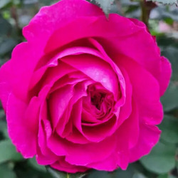 ���� ���������� "Freifrau Caroline"