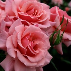 ���� ���������� "Poesie"