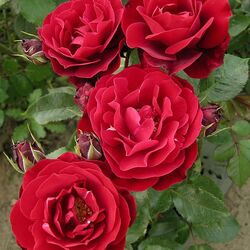 ���� ���������� "Red Abundance"