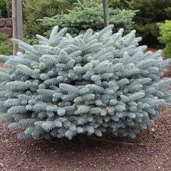 ��� ������� "Glauca Globosa"