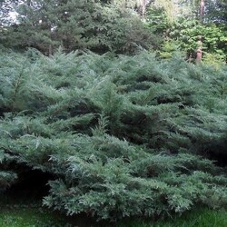 ������������ ������� "Pfitzeriana Glauca"