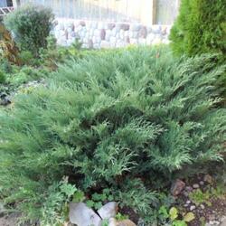 ������������ �������� "Glauca"