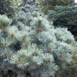 ����� ������������ "Glauca"