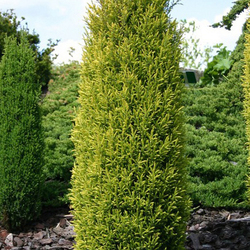 ������������ ������������ "Gold Cone"