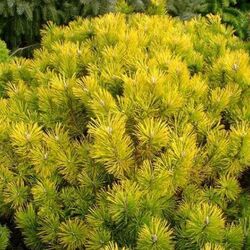 ����� ������ "Golden Glow"