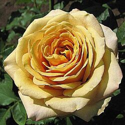 ���� �����-��������� "Golden Mustard"