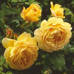 ���� ���������� "Golden Celebration"