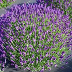 ������� ����������� "Hidcote Blue Strain"