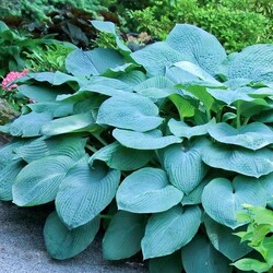 ����� ��������� "Bressingham Blue"
