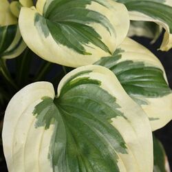 ����� ��������� "Fragrant King"