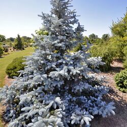 ��� �������  "Hoopsii"