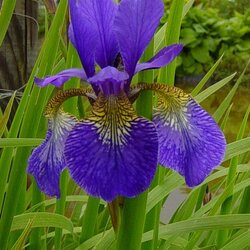 ���� ��������� "Blue King"