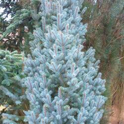 ��� ������� "Iseli Fastigiate"