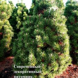 ����� ������ "Columnaris"