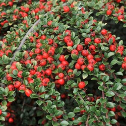 ��������� ��������� "Coral Beauty"
