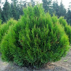 ��� ���������� "Kornik"