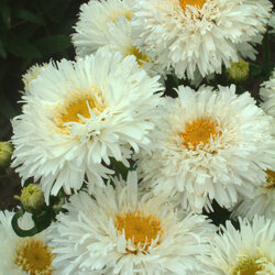 ������� "Crazy Daisy"