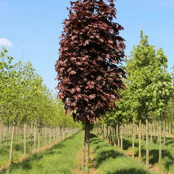 ���� ������������ "Crimson King"