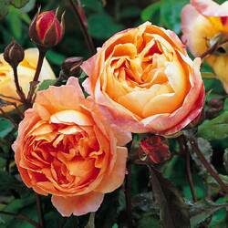 ���� ���������� "Lady Emma Hamilton"