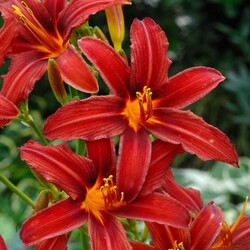 �������� ��������� "Crimson Pirate"