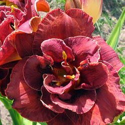 �������� ��������� "Night Embers"
