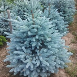 ��� ������� "Glauca Majestic Blue"