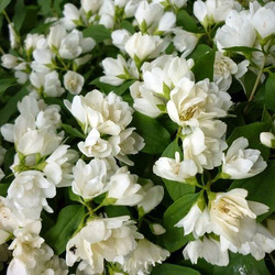�������� "Manteau DHermine"