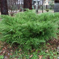 ������������ ������� "Mint Julep"
