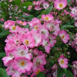 ���� ��������� "Puccini"
