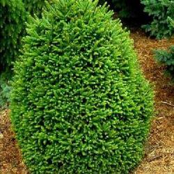 ��� ������������ "Ohlendorffii"