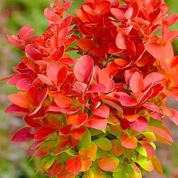 �������� �������� �Orange Rocket�