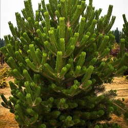 ����� ������ "Oregon Green"