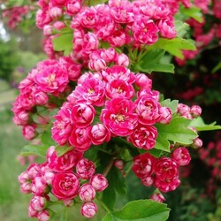��������� ������������ "Pauls Scarlet"