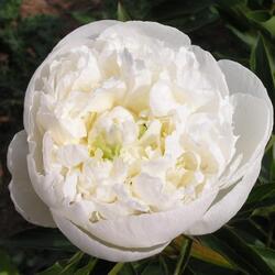 ���� ���������������� "Duchesse De Nemours"