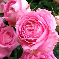 ���� ��������� "Cyclamen Pierre de Ronsard"