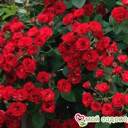���� �������������� "Scarlet Meilandecor"