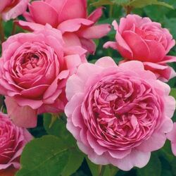���� ���������� "Princess Alexandra of Kent"