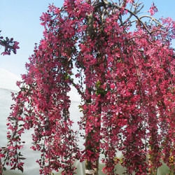 ������ ������� "Royal Beauty" (�����)