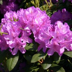 ����������� ��������� "Catawbiense Grandiflorum"