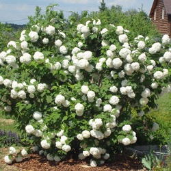 ������  ������������ "Roseum"