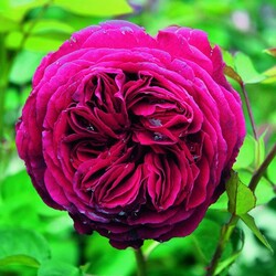 ���� ���������� "Falstaff"