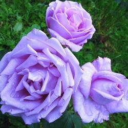 ���� �����-��������� "Blue Nile"