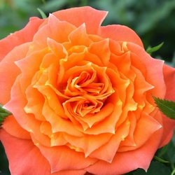 ���� ����� "Mandarin"