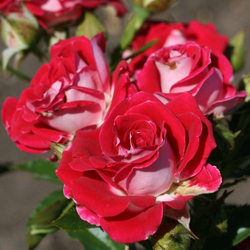 ���� ����� "Ruby Star"