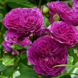 ���� ����  "Purple Lodge"