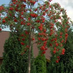������ ������������ "Pendula"